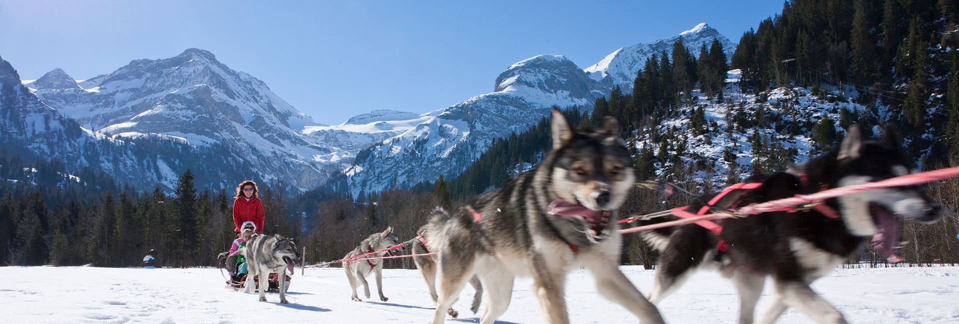 lauenen_huskys gstaad