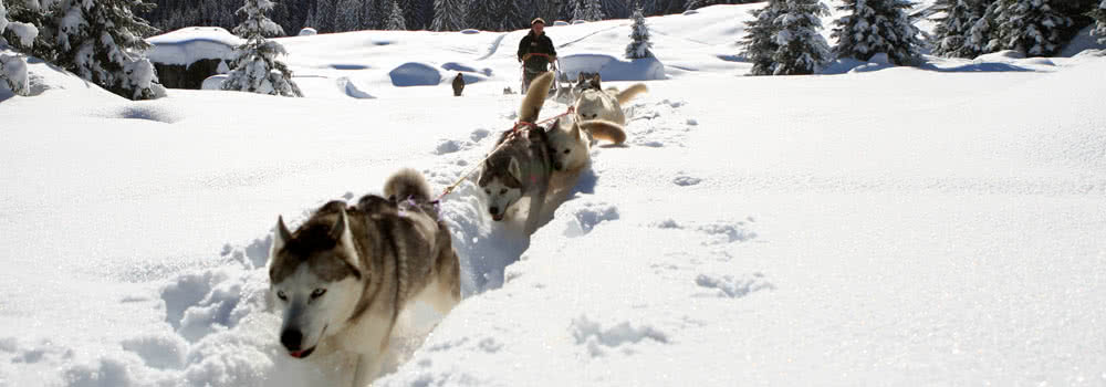 les carroz husky dog sledding