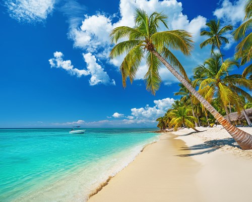 Tall palm tree on tropical golden sand beach lapped by turquoise sea