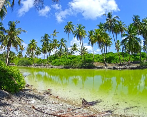 Palm trees surrounding a green swamp lake