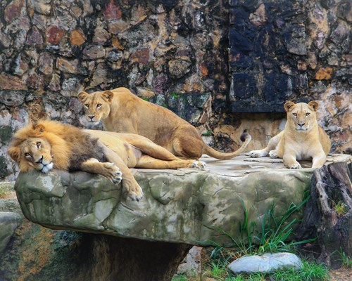 Lions den resting on a rock