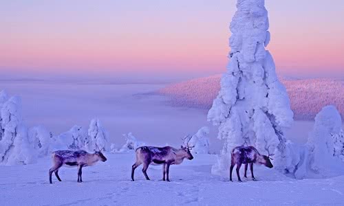 can you visit santa in lapland in february